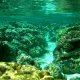 54- Banc de rougets au jardin de corail 
